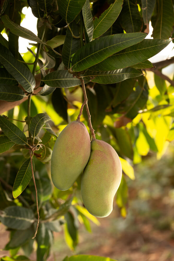 mango export from egypt